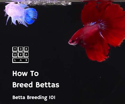 Breeding Betta Fish 101: Everything You Need To Get Started.